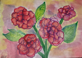 Carnations