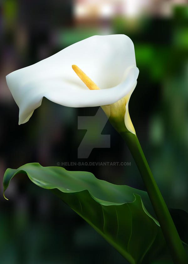 Calla Lily Gradient Mesh Study