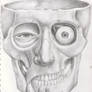 Anatomy Study - Cranium 1
