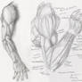 Anatomy Study - Arm 1