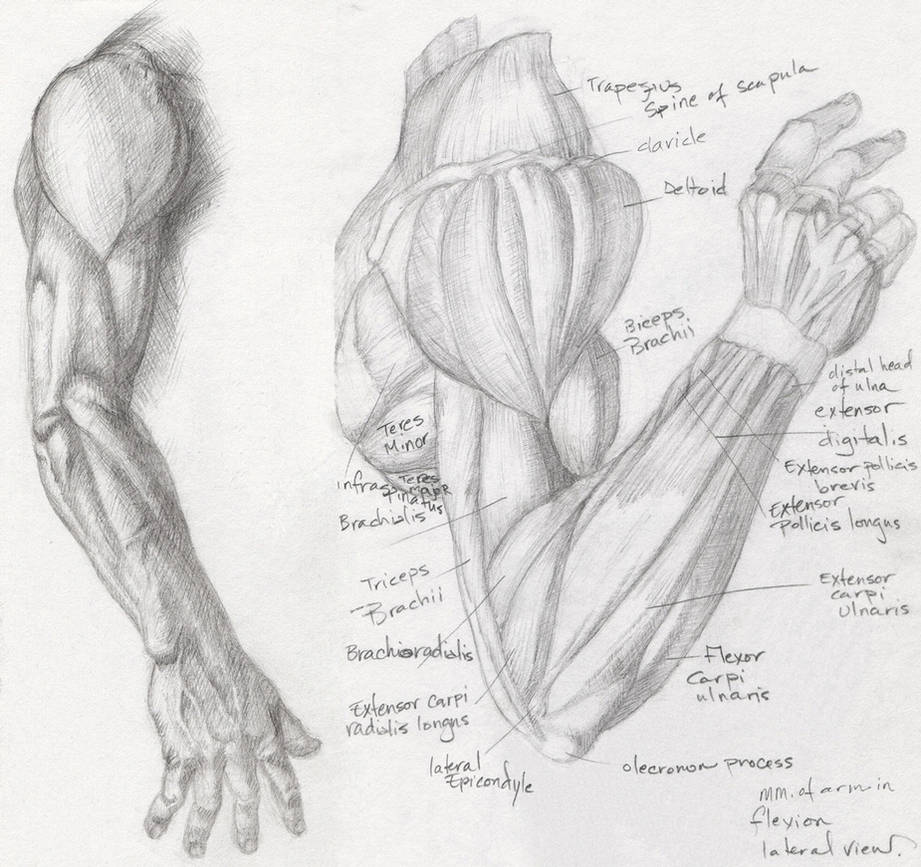 Анатомия мышц рук человека. Мышцы предплечья референс. Мышцы предплечья анатомия рисунок. Мышцы руки анатомия. Анатомия для художников мышцы предплеь.