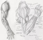 Anatomy Study - Arm 1 by Helen-Baq