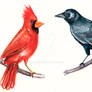 Old Crows/Young Cardinals