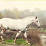 Appaloosa Premade