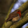 European robin