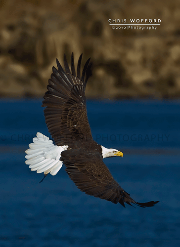 American Bald Eagle Flight