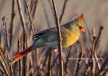 Female Cardinal