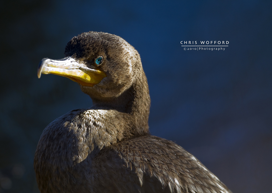 Cormorant