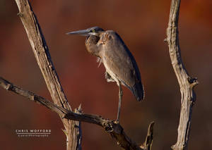 Fall Great Blue Heron