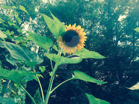 My other sunflower just opened up