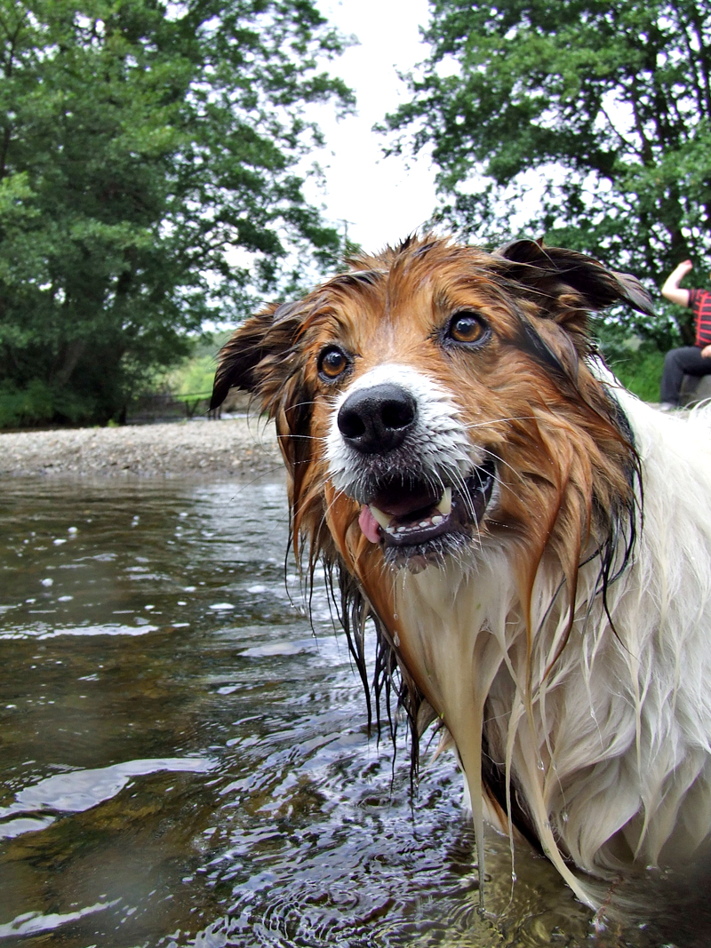 Myrddin waiting for splashes.