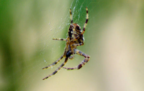 Spider 1