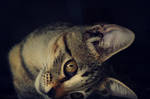 Posing. by vee1017
