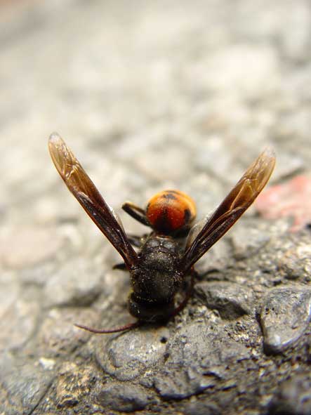 Dying Wasp