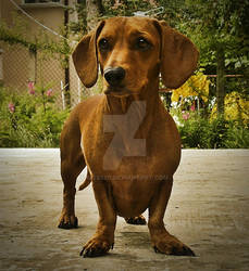 Say hello to Sherry