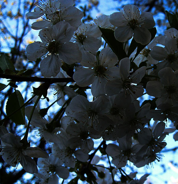 Spring shadows by kiss1311 on DeviantArt