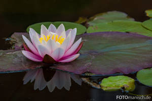 Water Lily