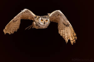 Eurasian eagle-owl (Bubo bubo)