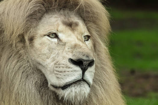 White Lion