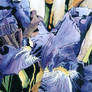 Purple Iris 2