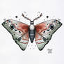Emperor Moth