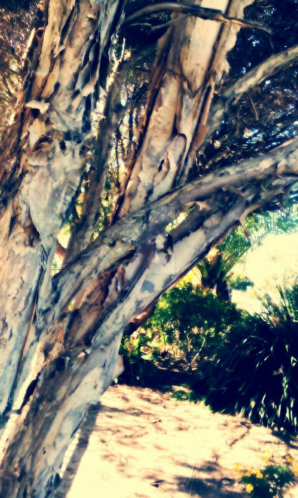 Paperbark by DeusExStigmachina on DeviantArt