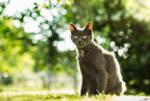 Sunny Cat #2 by Lasiu7