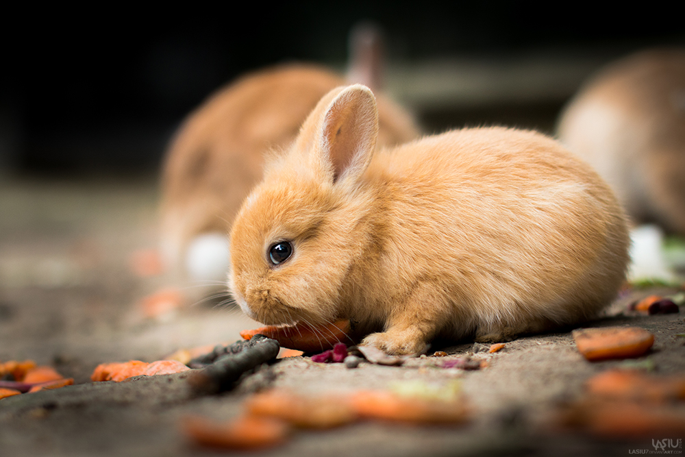 Fluffy by Lasiu7 Fluffy by Lasiu7