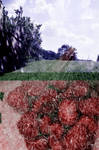 Strawberry field by 6igella