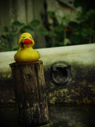 The End of a Rubber Duck