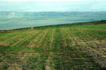 the endless field by 6igella