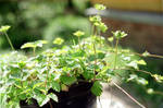 green green green by 6igella