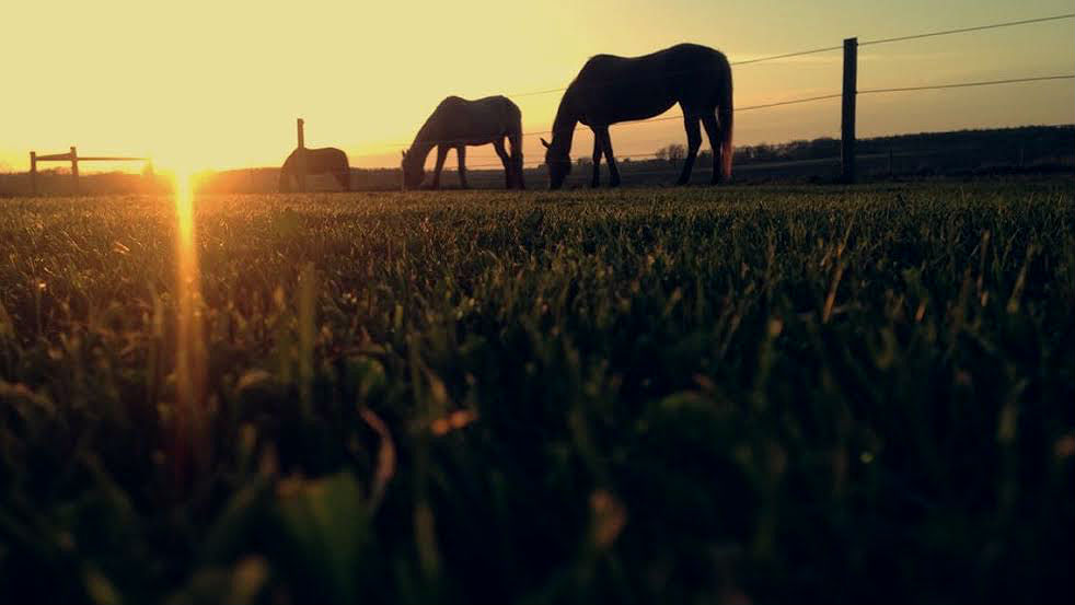 Sunset Horses