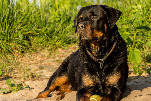 Rottweiler