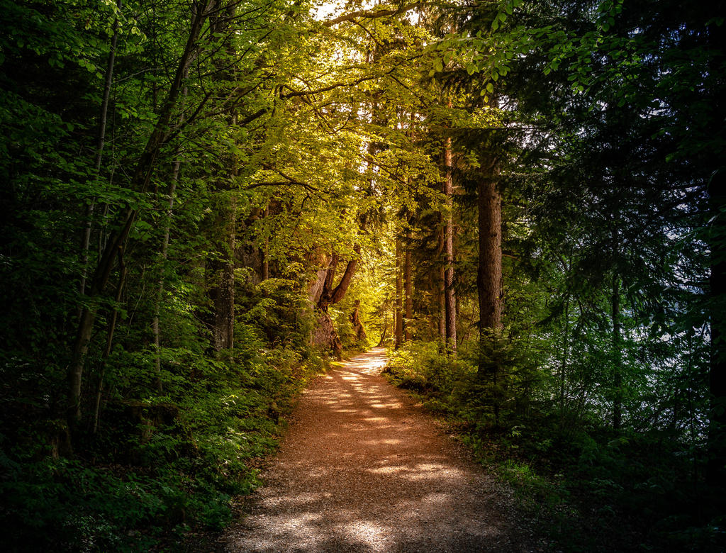 Magic forest path