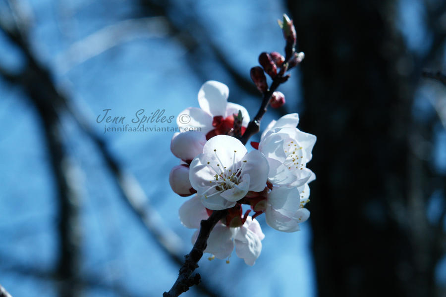 Cherry Blossom IV