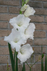 Big white flower
