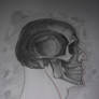 skull study