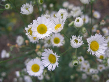 Miniature Daisies 3