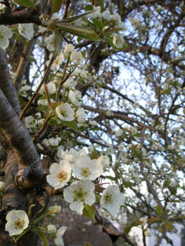 Pear Blossoms1