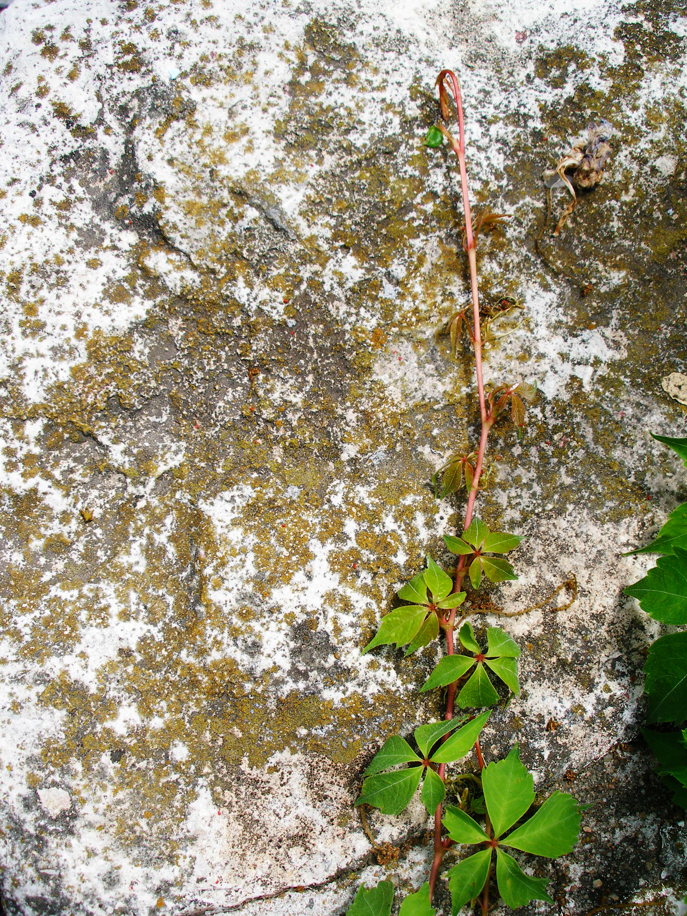 rock and ivy1