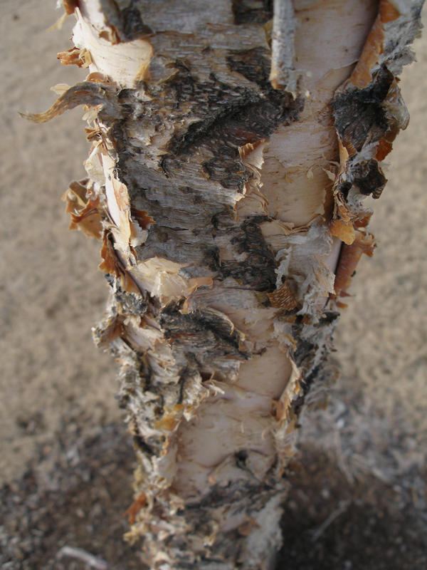 tree bark2