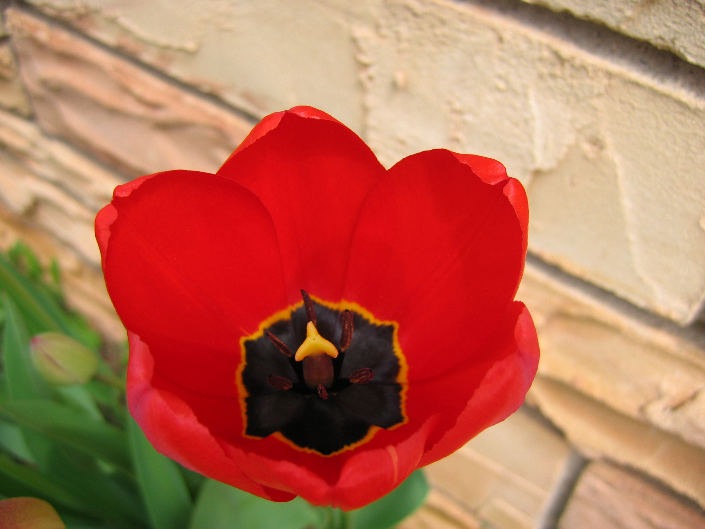 Tulip