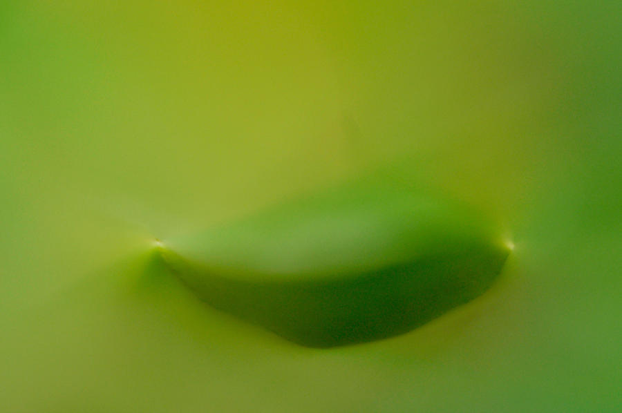 Macro leaf