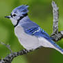 Blue jay