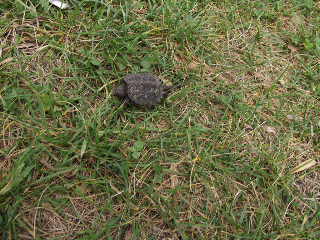 Little Snapping Turtle by marzlilcrazy on DeviantArt