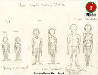 Human Anatomy Sketches