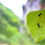 Ants in Ardeche