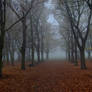 Autumn Path 11