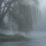 Foggy Pond 7